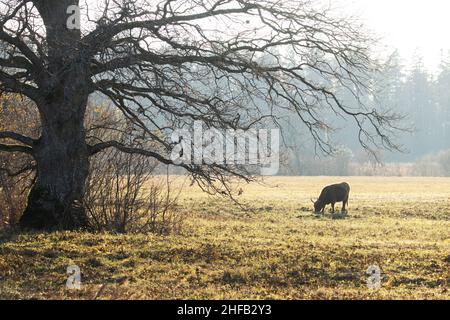 A lonely and large Highland cattle eating on a wooded meadow in Soomaa National Park. Stock Photo