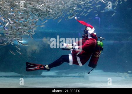 Dec 16, 2017-Seoul, South Korea-Santa costume Diver with Sardine and Mermaid costume divers performs under water during an Under Water Santa Show at Aquarium in Seoul, South Korea. Stock Photo