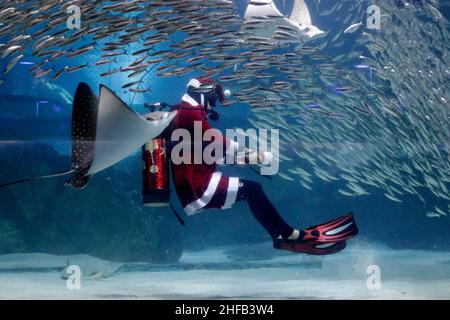 Dec 16, 2017-Seoul, South Korea-Santa costume Diver with Sardine and Mermaid costume divers performs under water during an Under Water Santa Show at Aquarium in Seoul, South Korea. Stock Photo