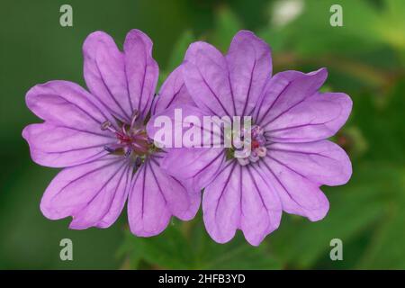 Closeup on two magenta flowers of hedgerow cranesbill, Geranium pyrenaicum in the garden Stock Photo