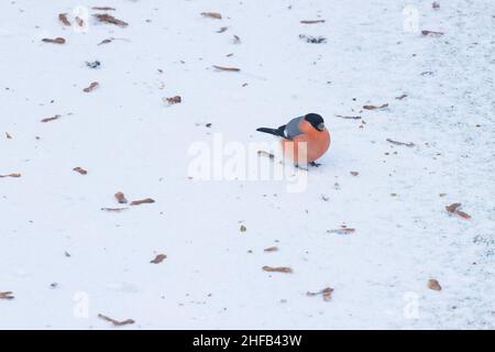 Eurasian bullfinch, Pyrrhula pyrrhula eating some fallen Maple seeds on the ice in Estonia, Northern Europe. Stock Photo