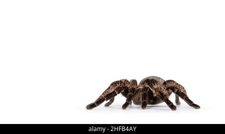 Side view of female adult Curly Hair Tarantula aka Tliltocatl albopilosus, standing on white background. Stock Photo