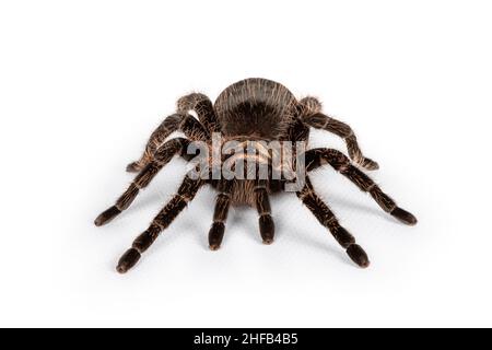 Front view of female adult Curly Hair Tarantula aka Tliltocatl albopilosus, standing on white background. Stock Photo