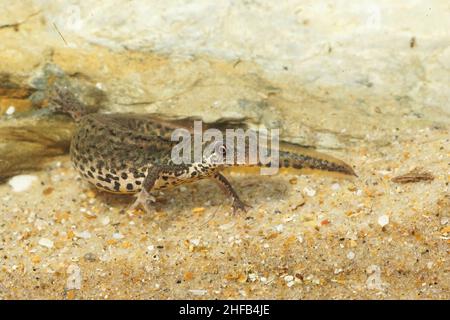 Closeup on a pregnant aquatic female Italian newt, Lissotriton italicus underwater Stock Photo