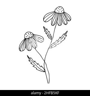 Daisies in doodle style. Wildflowers drawn by hand in line art style. Abstract art botanical background vector. Stock Vector