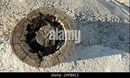Cross section of hollower out cut large tree stump Stock Photo