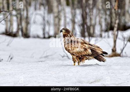 White-tailed eagle in snow Stock Photo