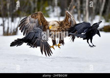 White-tailed eagle landing Stock Photo