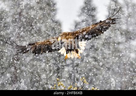 White-tailed eagle in heavy snowfall Stock Photo