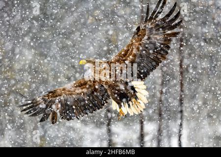 White-tailed eagle in heavy snowfall Stock Photo