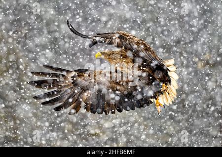White-tailed eagle in heavy snowfall Stock Photo