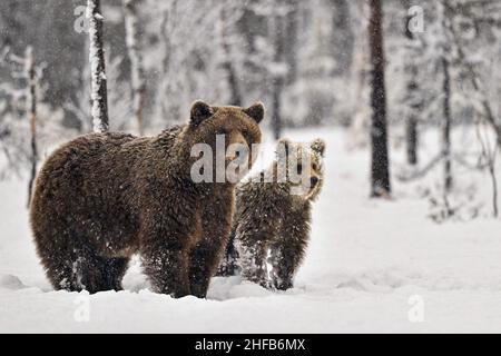 Brown bear mom with yearlings. It's mid may in north Finland where bears have woke up from hipernation. It should be spring now but instead the winter Stock Photo