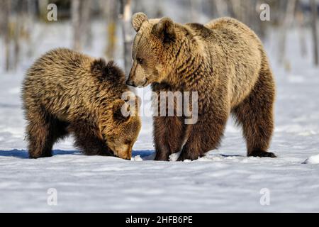 Mother bear teaches the cub to look for food under the snow and ice Stock Photo