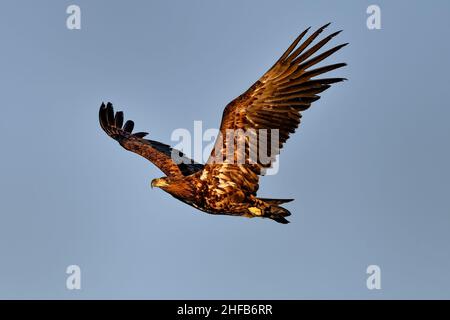White-tailed eagle in full swing Stock Photo