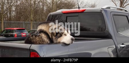 Alaskan Malamute resting in the back of a pickup truck Stock Photo
