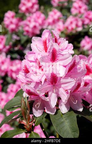 Pink and white blossom panicle hydrangea flower, also known as peegee hydrangeas, outdoors in the garden. Stock Photo