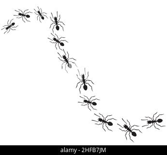 Ants traveling in a row vector illustration Stock Vector