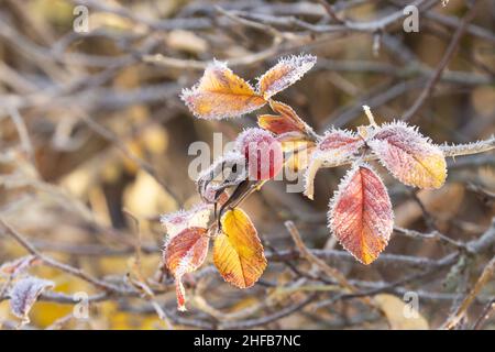 Ripe Rose hip fruit and colorful leaves covered with morning hoarfrost during autumn colds in Northern Europe. Stock Photo