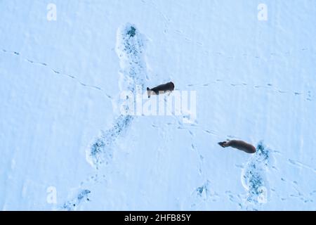 Aerial of two Roe deer, Capreolus capreolus listening on a snowy field during a sunset on a winter evening in Estonia. Stock Photo