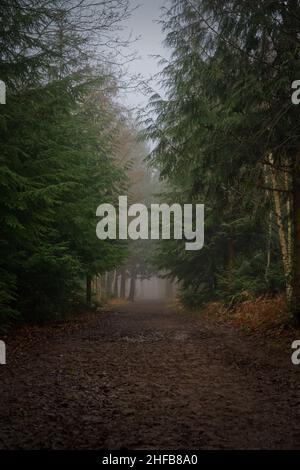 Bagley woods on a misty autumn morning. An ancient woodland in Oxfordshire. Stock Photo