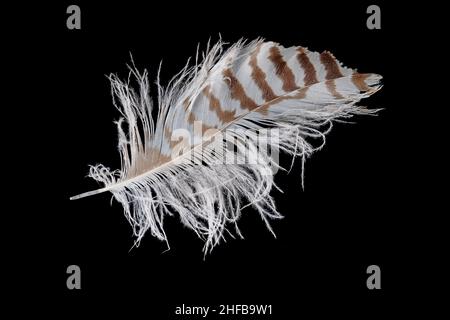 Macro shot of a brown buzzard feather isolated on black Stock Photo