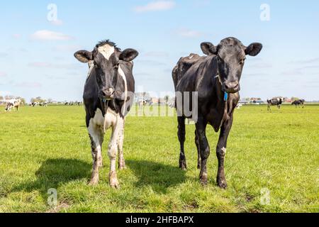 Two young cows, standing in a pasture under a blue sky and a faraway straight horizon. Stock Photo