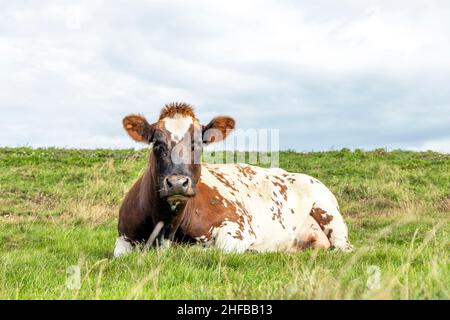 Beautiful brown red cow, happy lying down , showing her udder and a teat, in a pasture and with copy space Stock Photo