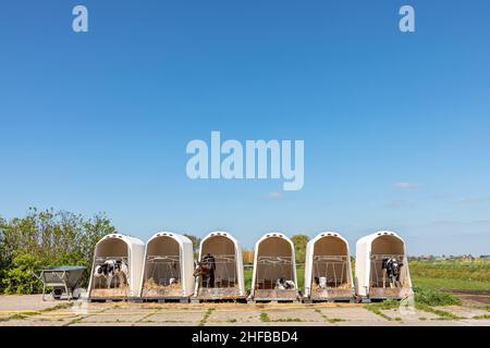 Calves in a animal pen, white plastic calfhutch, igloo in a row at a farm in the sunshine Stock Photo