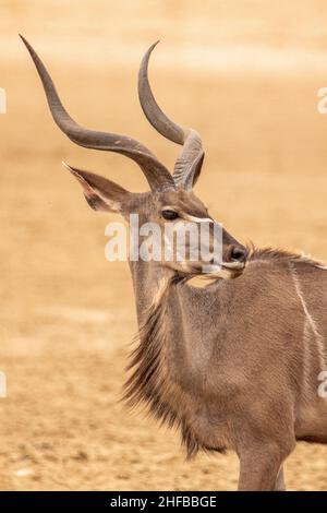 Young Kudu bull in the Kgalagadi Stock Photo