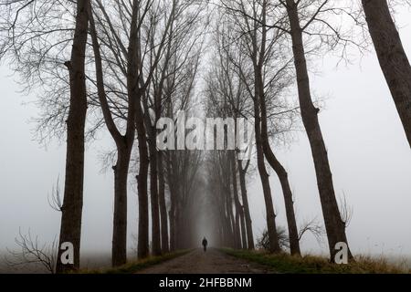 A tree-lined dike (dyke) in the mist near the village Wolphaartsdijk in Zeeland province, The Netherlands Stock Photo