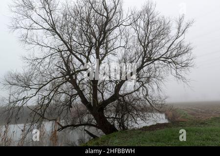 Silhouette of a leafless tree at the edge of a pool  between agricultural fields in misty weather. Zuid-Beveland, Zeeland province, the Netherlands Stock Photo