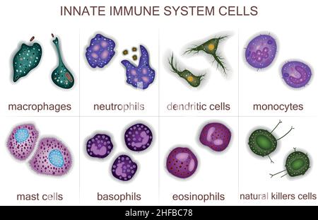 Set of innate immune system cells, vector illustration Stock Vector