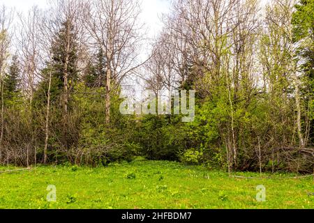 mixed forest - deciduous and coniferous, in early spring when the leaves have not yet blossomed, and the first flowers have already bloomed, selective Stock Photo