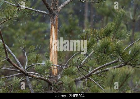 A young Scots pine, Pinus sylvestris peeled by Moose during winter months Stock Photo