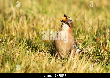 Eurasian jay, Garrulus glandarius eating a ripe acorn during an autumn day in Estonia. Stock Photo