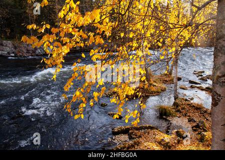 Morning light shining through Silver birch, Betula pendula leaves next to river rapids in Käylä, near Kuusamo. Stock Photo