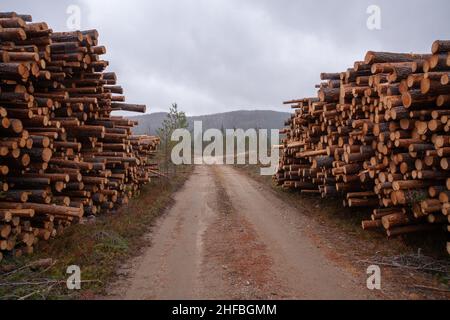 Freshly cut and piled lumber conifer trees as a raw material resource for wood industry in Finland. Stock Photo