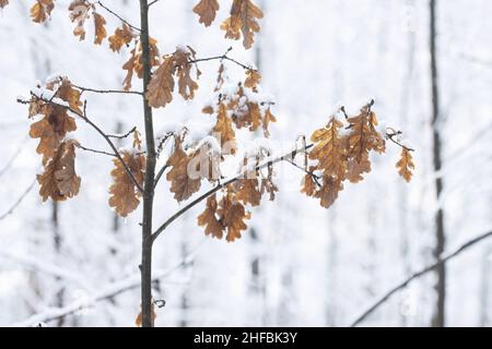 Brownish Common oak, Quercus robur leaves haven't fallen during a winter day in Estonian countryside, Northern Europe. Stock Photo