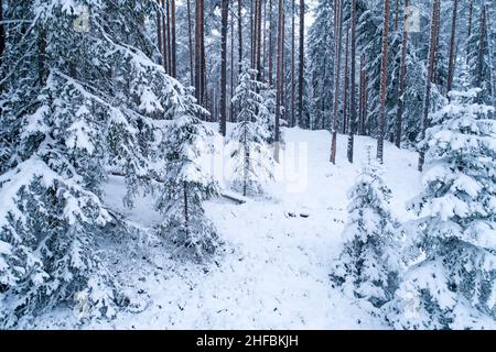 High angle shot of a snowy boreal forest with tall Pine tree trunks in Estonia, Northern Europe. Stock Photo