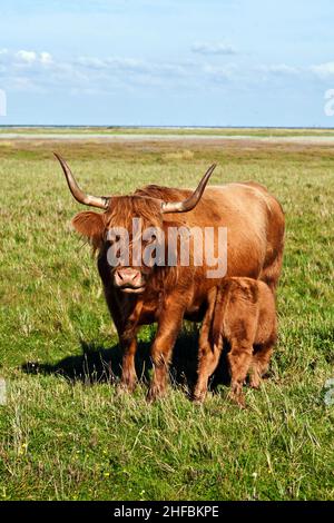 Galloway cattle standing in the meadow with his young calf Stock Photo
