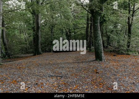 Green Trees dropping their leaves in the autumn in a peaceful forest woodland. No people. Concept for alone, space for thoughts, mental health, nature Stock Photo