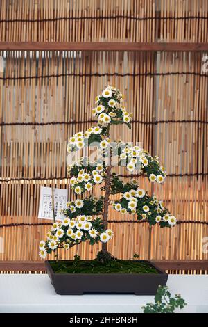 Tokyo, Japan - October 25, 2019: The view of bonsai made from chrysanthemum flower in flower exhibition at Yasukuni Shrine (Kikka-ten). Japan Stock Photo