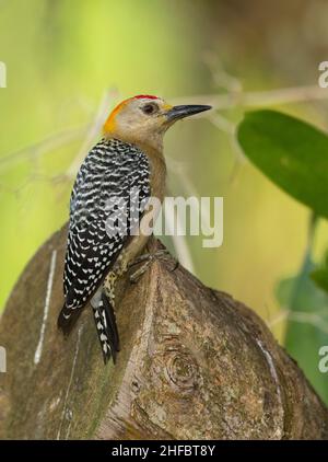 Hoffmann's Woodpecker (Melanerpes hoffmannii), male Stock Photo