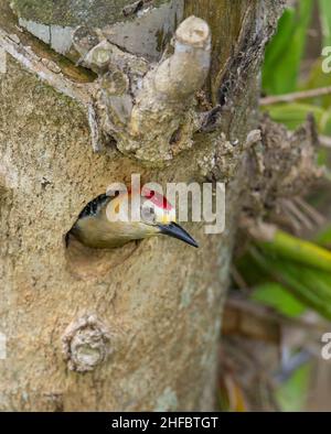 Hoffmann's Woodpecker (Melanerpes hoffmannii), male at nesting hole Stock Photo