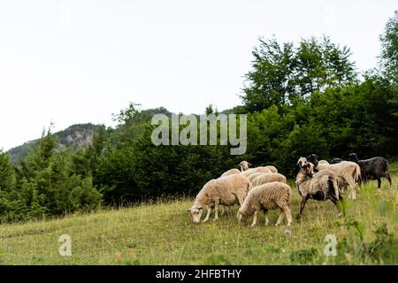 Establishing shot of the beautiful alpine mountains of Albania with sheep and goats running over the hillsides. Stock Photo