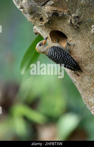 Hoffmann's Woodpecker (Melanerpes hoffmannii) , female at nesting hole Stock Photo