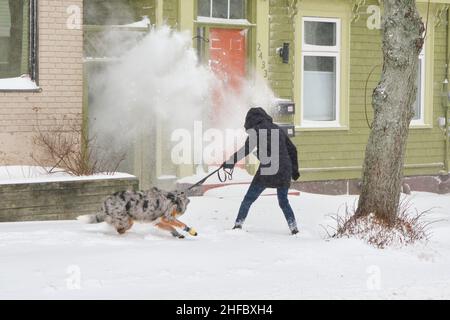 Halifax, Nova Scotia, Canada. January 15th, 2022. A woman and her dog are surprised by blowing snow as they walk following a large weather bomb. The massive weather system hit the province overnight, with a mix of rain, snow and winds up to 100km/h resulting in a series of road closure, cancellations and over 60,000 people without power throughout the province this morning. Stock Photo