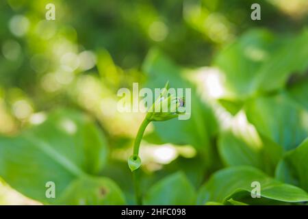 Bee collects nectar from the flower of Hosta, syn. Funkia, hostas, plantain lilies, giboshi . Green leaves of the hosta and flower bud. Stock Photo