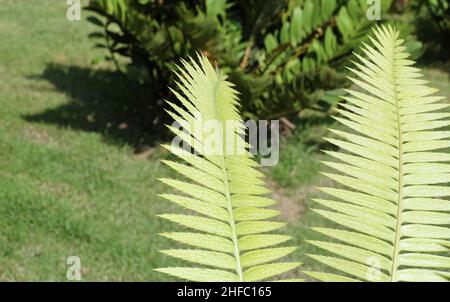 Garden and Plant, Dioon Edule Plants or Chestnut Dioon Palm Decoration in The Beautiful Garden. A Succulent Plants with Thick and Fleshy Leaves with S Stock Photo