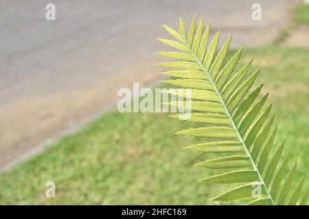 Garden and Plant, Dioon Edule Plants or Chestnut Dioon Palm Decoration in The Beautiful Garden. A Succulent Plants with Thick and Fleshy Leaves with S Stock Photo